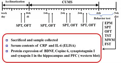 BDNF-Related Imbalance of Copine 6 and Synaptic Plasticity Markers Couples With Depression-Like Behavior and Immune Activation in CUMS Rats